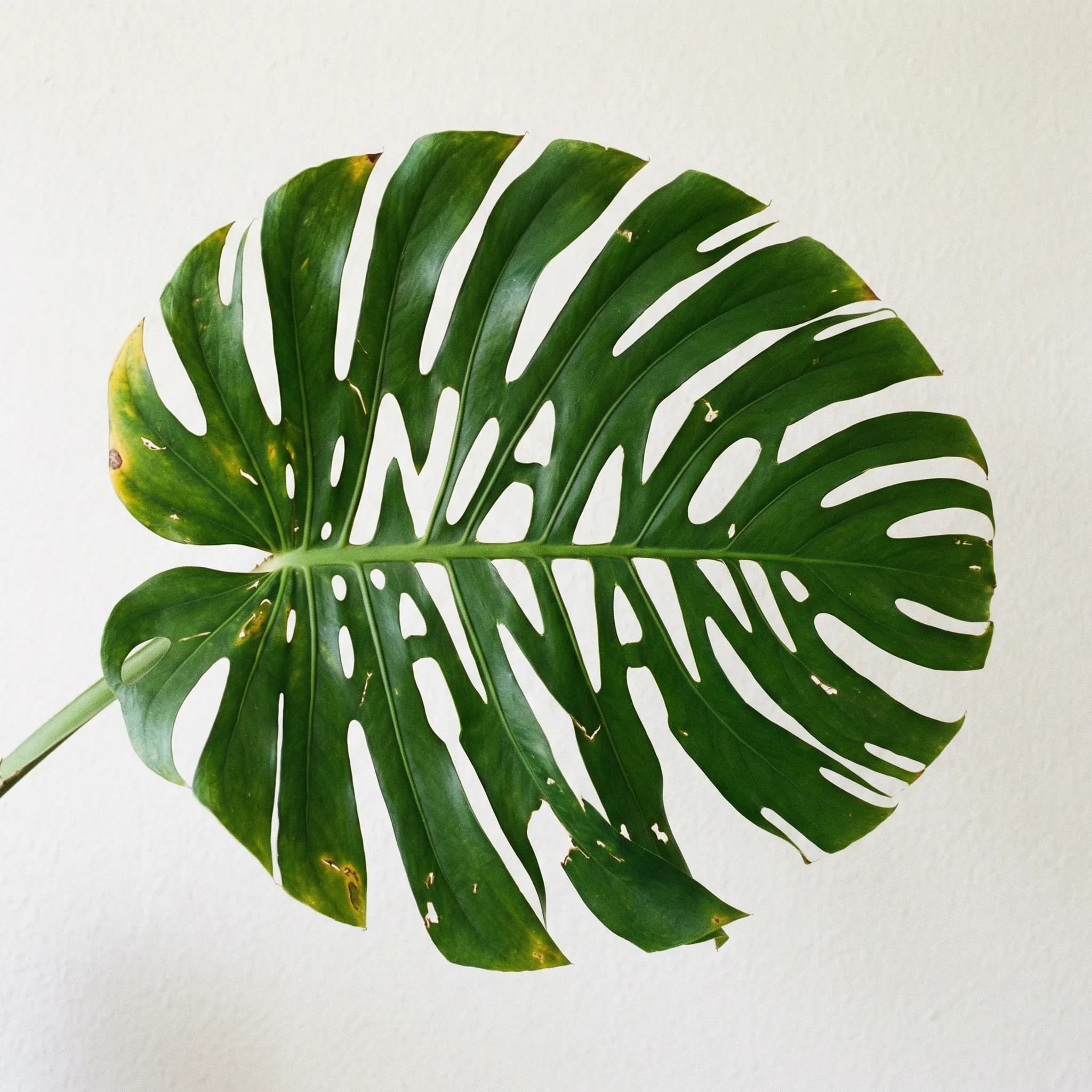 Ultra-detailed portrait with natural lighting and skin textures, generated by Nano Banana 2.